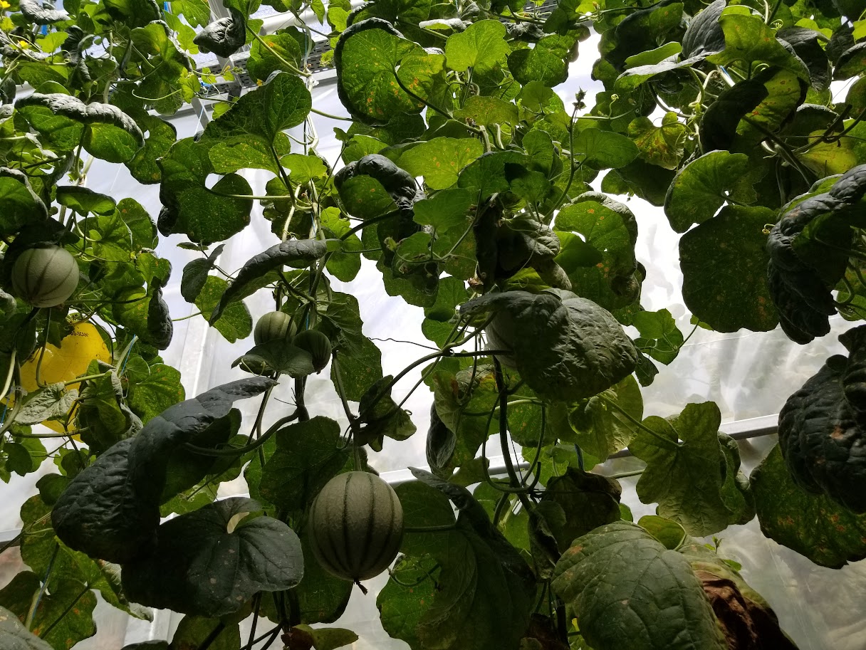 Working Farm and Greenhouse Jobs in Ontario: What Newcomers Should Expect