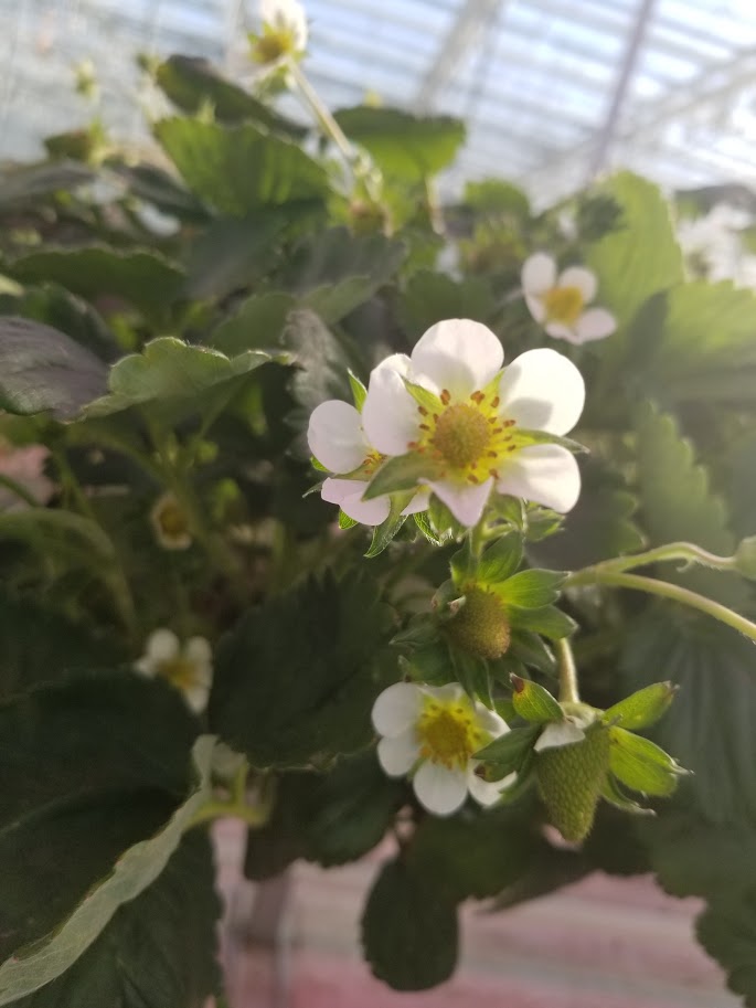 From International Student to LMIA Worker in Ontario: How It Actually Works